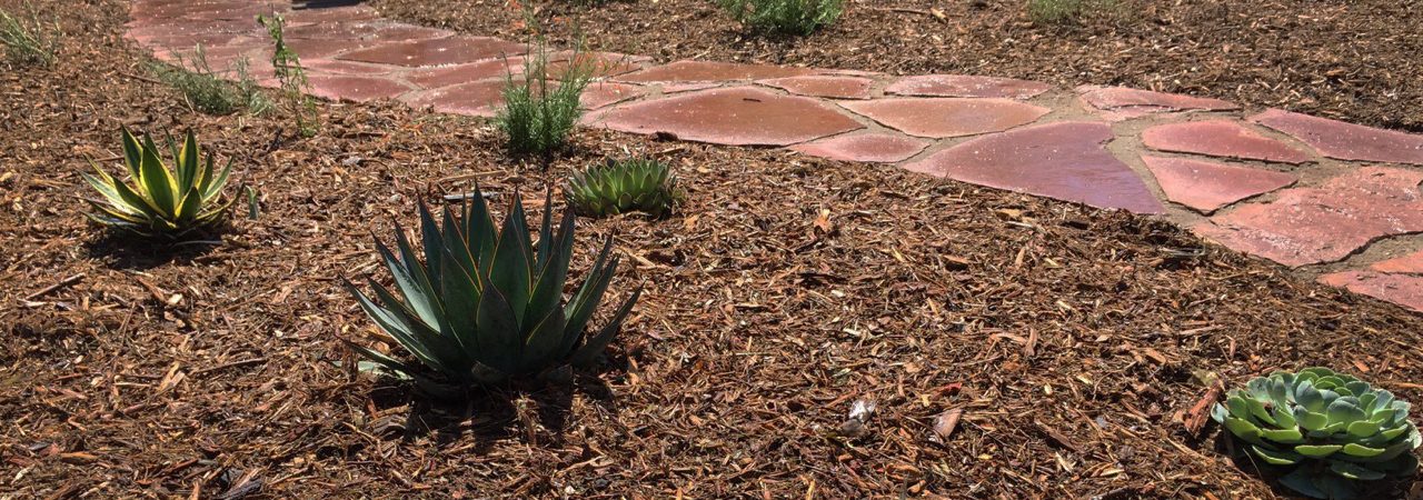 drought tolerant design for landscaping customer near LA hills