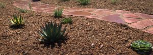 drought tolerant design for landscaping customer near LA hills